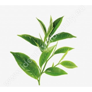 Aromaessenz für Dampfbäder - Grüner Tee